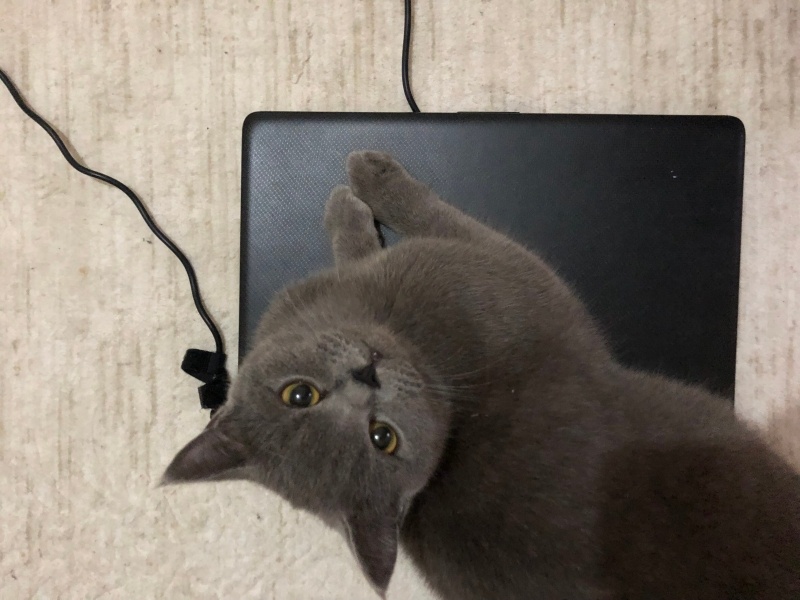 British Shorthair, Kedi  Kraker fotoğrafı