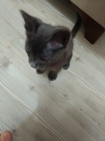 British Shorthair, Kedi  ZEYTİN fotoğrafı