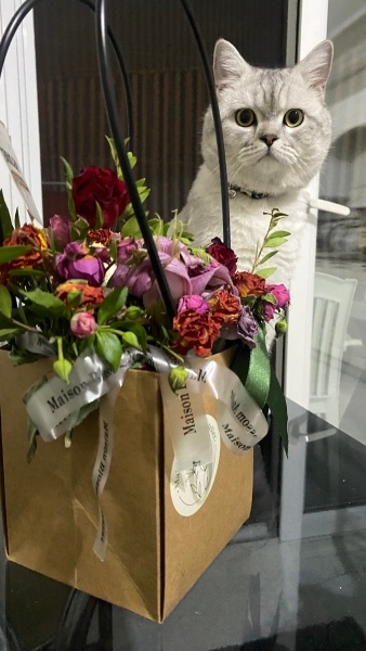 British Shorthair, Kedi  Mars fotoğrafı