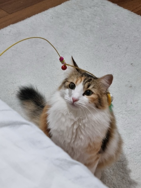 Norwegian Forest, Kedi  Katsu fotoğrafı