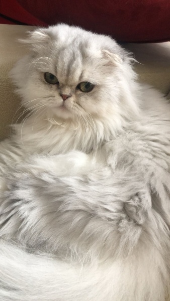 Scottish Fold, Kedi  İsabel fotoğrafı