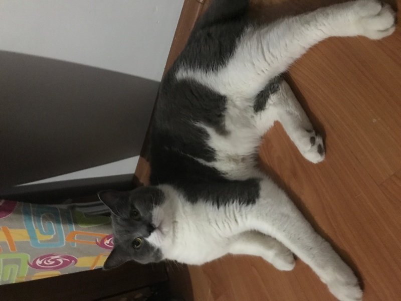 British Shorthair, Kedi  Bulut fotoğrafı