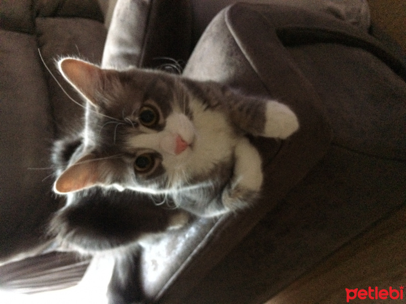 Tekir Kedi, Kedi  Shila fotoğrafı
