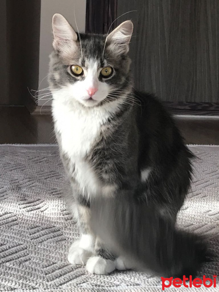 Tekir Kedi, Kedi  Shila fotoğrafı