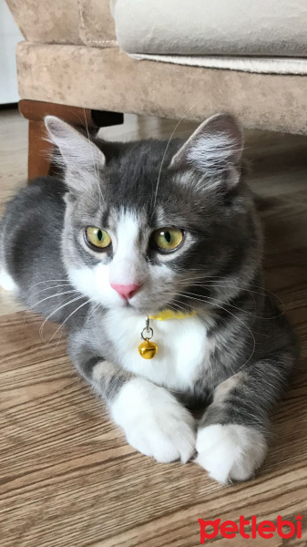 Tekir Kedi, Kedi  Shila fotoğrafı