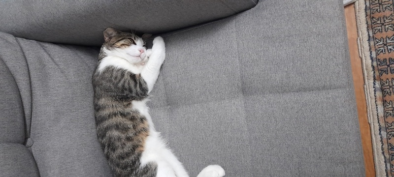 Tekir Kedi, Kedi  Haldi fotoğrafı