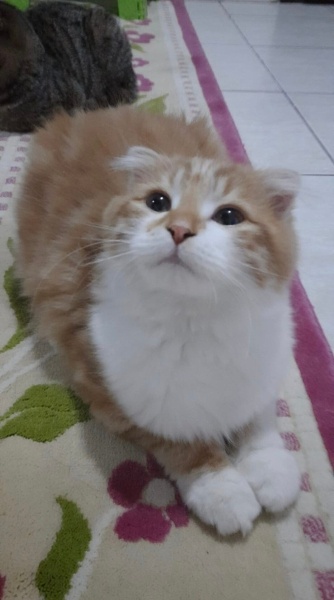 Scottish Fold, Kedi  Pofidik fotoğrafı