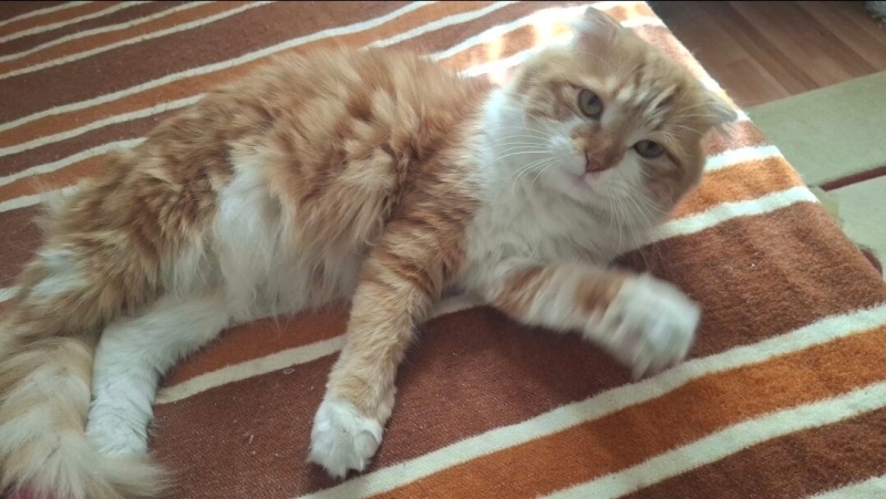 Scottish Fold, Kedi  Pofidik fotoğrafı