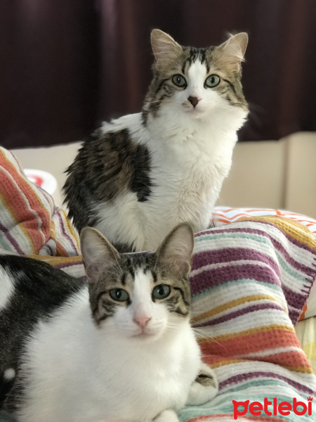 Tekir Kedi, Kedi  Maya fotoğrafı
