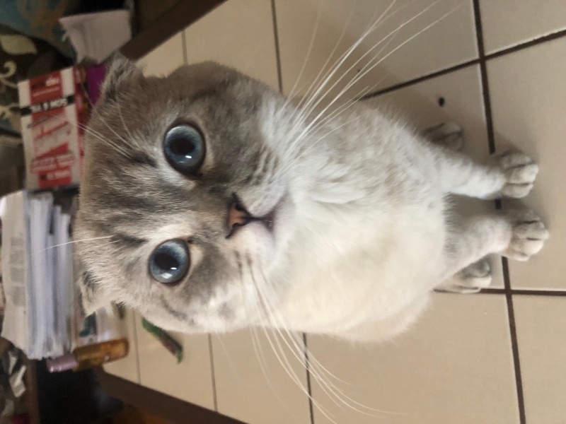 Scottish Fold, Kedi  Paşa fotoğrafı