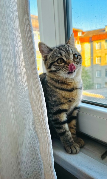 British Shorthair, Kedi  Şirin fotoğrafı