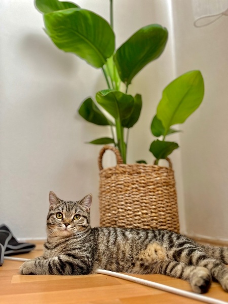 British Shorthair, Kedi  Şirin fotoğrafı