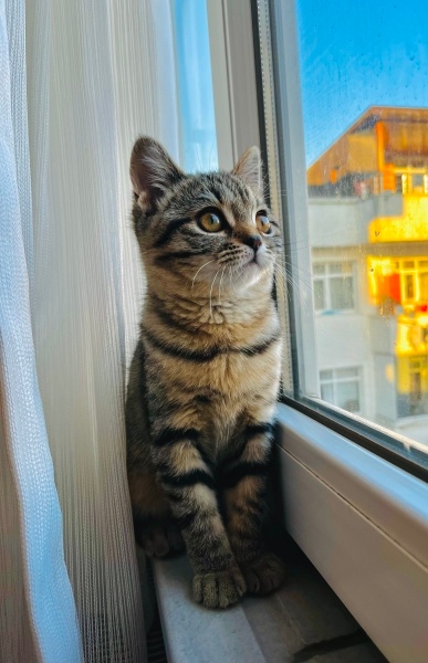 British Shorthair, Kedi  Şirin fotoğrafı