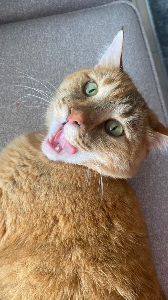 Tekir Kedi, Kedi  İlser fotoğrafı
