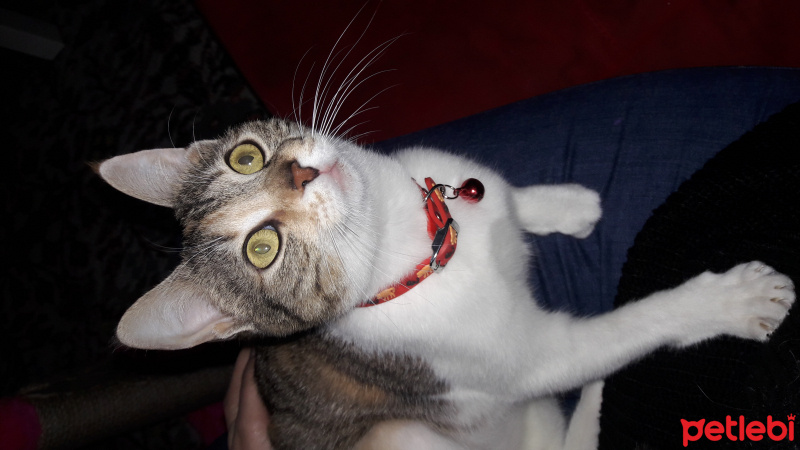 Tekir Kedi, Kedi  Badem fotoğrafı