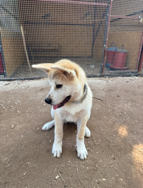 Akita İnu, Köpek  Aki fotoğrafı