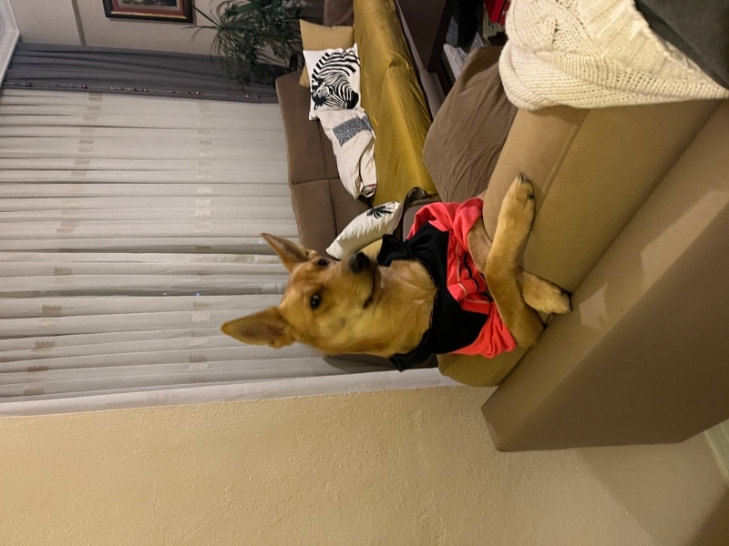 Amerikan Tilki Tazısı, Köpek  Maggie fotoğrafı