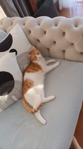Sarman, Kedi  Karamel fotoğrafı