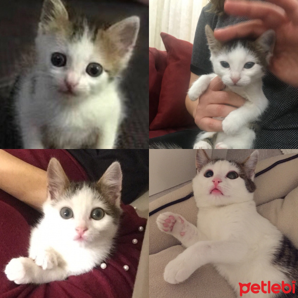 Tekir Kedi, Kedi  Aslan fotoğrafı