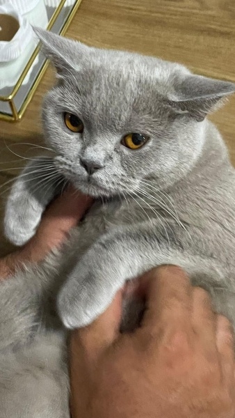 British Shorthair, Kedi  Badem fotoğrafı