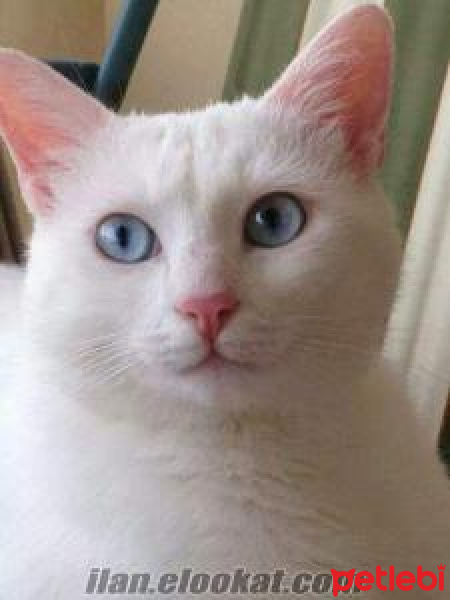 Van Kedisi, Kedi  Richie fotoğrafı