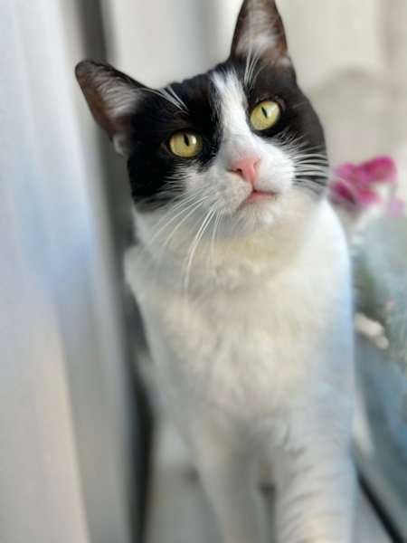Tuxedo (Smokin) Kedi, Kedi  Shiri fotoğrafı