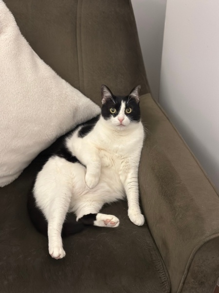 Tuxedo (Smokin) Kedi, Kedi  Shiri fotoğrafı