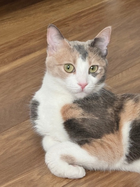 Tekir Kedi, Kedi  Melahat Lila fotoğrafı