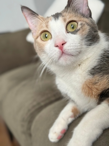 Tekir Kedi, Kedi  Melahat Lila fotoğrafı