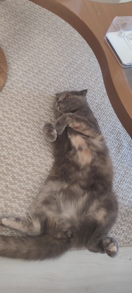 Scottish Fold, Kedi  Maya fotoğrafı