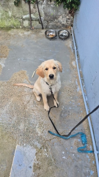 Golden Retriever, Köpek  Elsa fotoğrafı