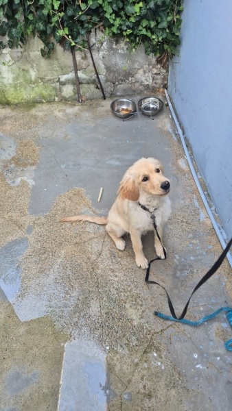 Golden Retriever, Köpek  Elsa fotoğrafı