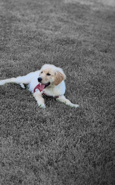 Golden Retriever, Köpek  Elsa fotoğrafı