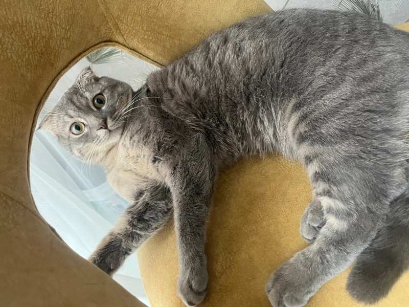 Scottish Fold, Kedi  Leo fotoğrafı