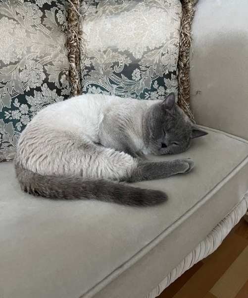 British Shorthair, Kedi  Mıncır fotoğrafı