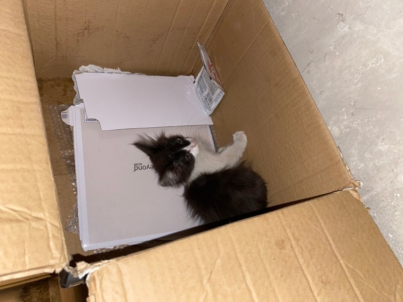 Tekir Kedi, Kedi  Minoş fotoğrafı