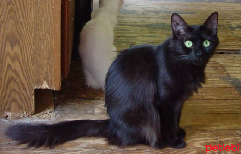 Ankara Kedisi, Kedi  Lizzie fotoğrafı