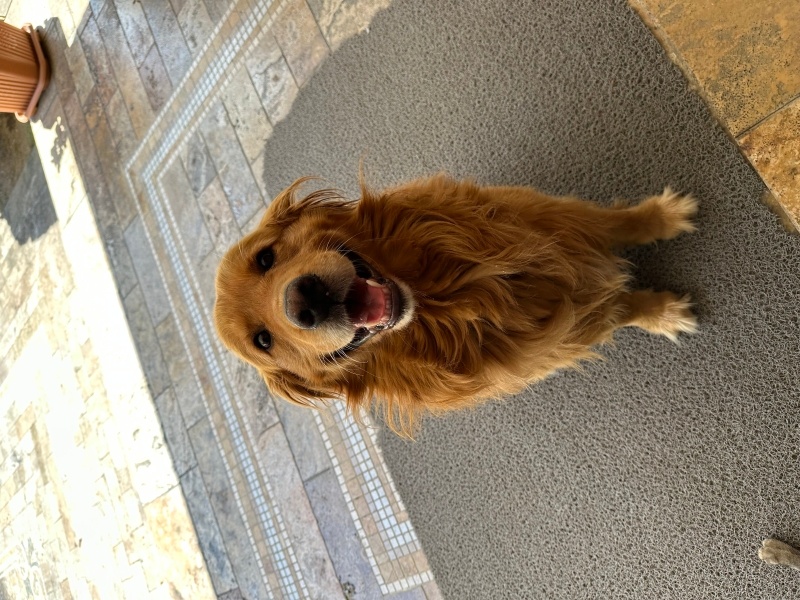 Golden Retriever, Köpek  Şuga fotoğrafı