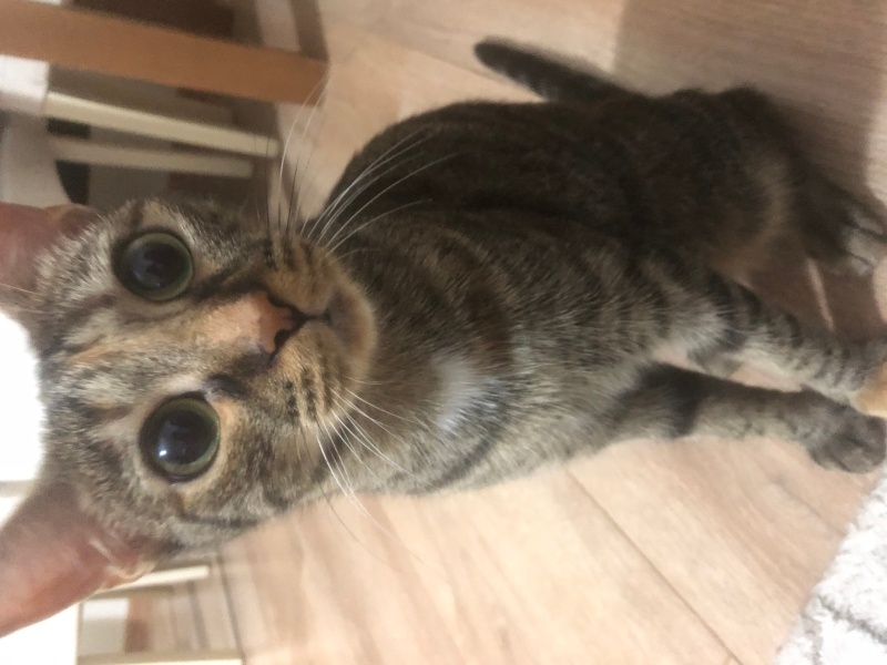 Tekir Kedi, Kedi  punki fotoğrafı