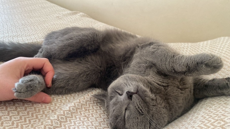 British Shorthair, Kedi  Gofret fotoğrafı