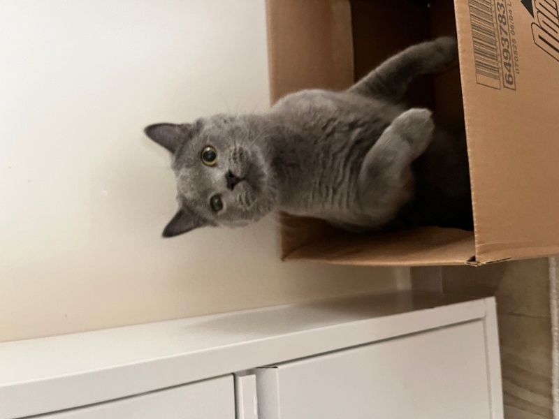 British Shorthair, Kedi  Gofret fotoğrafı