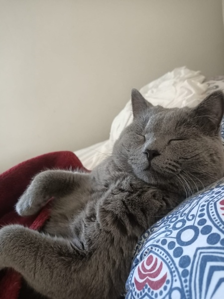 British Shorthair, Kedi  Gofret fotoğrafı
