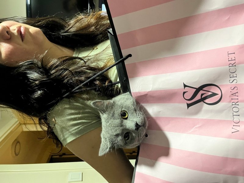 British Shorthair, Kedi  Gofret fotoğrafı