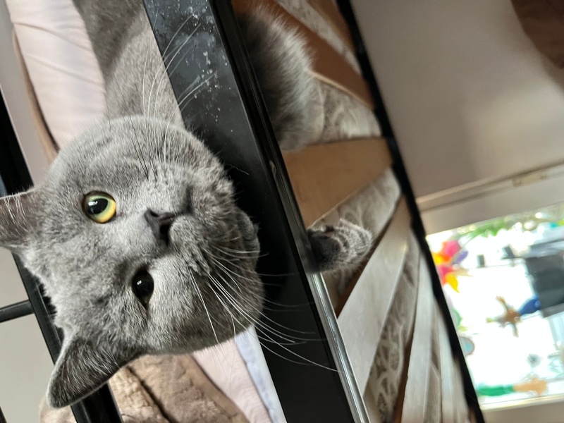 British Shorthair, Kedi  Gofret fotoğrafı