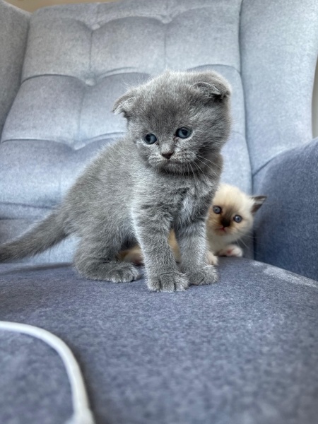 Scottish Fold, Kedi  Lokum fotoğrafı