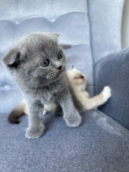 Scottish Fold, Kedi  Lokum fotoğrafı