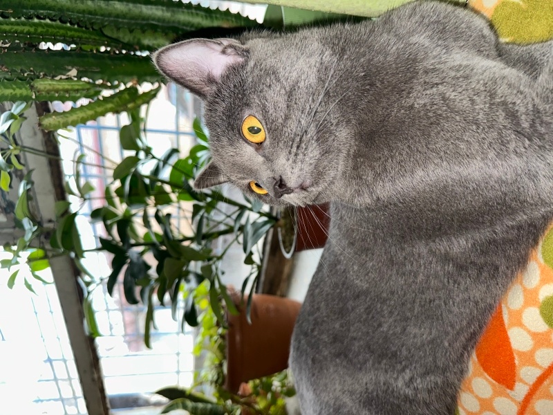 British Longhair, Kedi  Paşa fotoğrafı