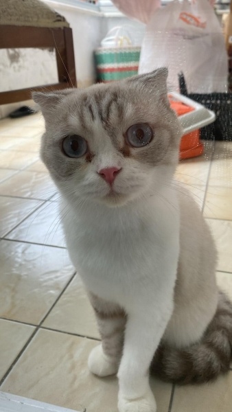 Scottish Fold, Kedi  EYLÜL fotoğrafı