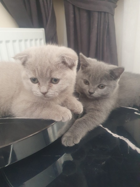Scottish Fold, Kedi  Maya fotoğrafı