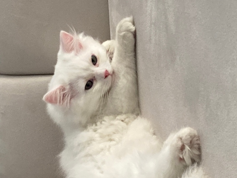 British Shorthair, Kedi  Zarok fotoğrafı